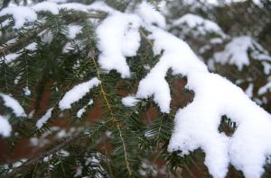 Snow Covered Evergreen